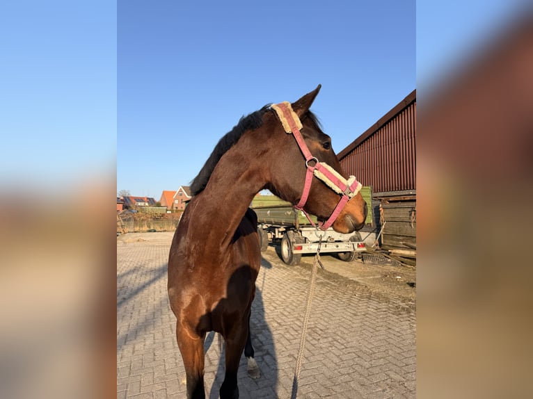 Danese Giumenta 4 Anni 168 cm Baio scuro in Bremerhaven