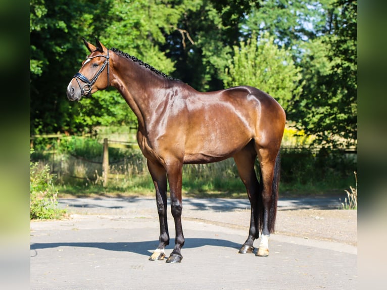 Danese Giumenta 4 Anni 174 cm Baio scuro in Lienen