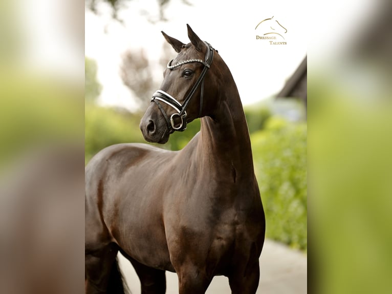 Danese Giumenta 5 Anni 167 cm Morello in Vechta
