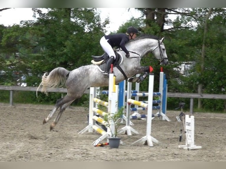 Danese Giumenta 6 Anni 165 cm Grigio in Süderlügum