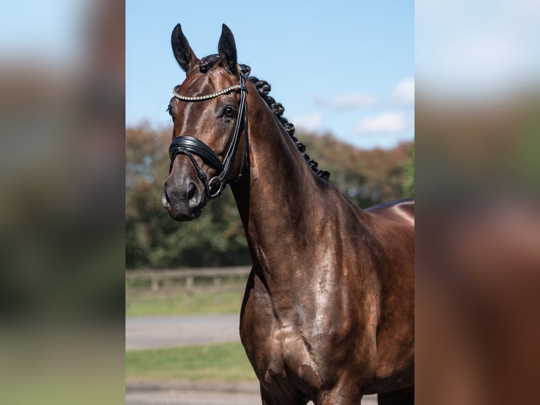 Danese Giumenta 6 Anni 167 cm Baio scuro in Egtved