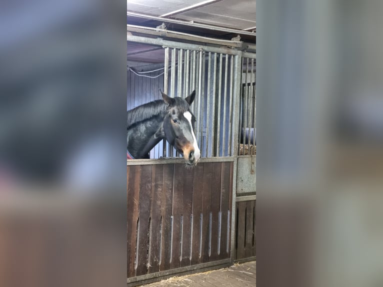 Danese Giumenta 6 Anni 168 cm Baio scuro in Brokstedt