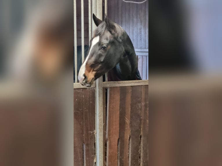 Danese Giumenta 6 Anni 168 cm Baio scuro in Brokstedt