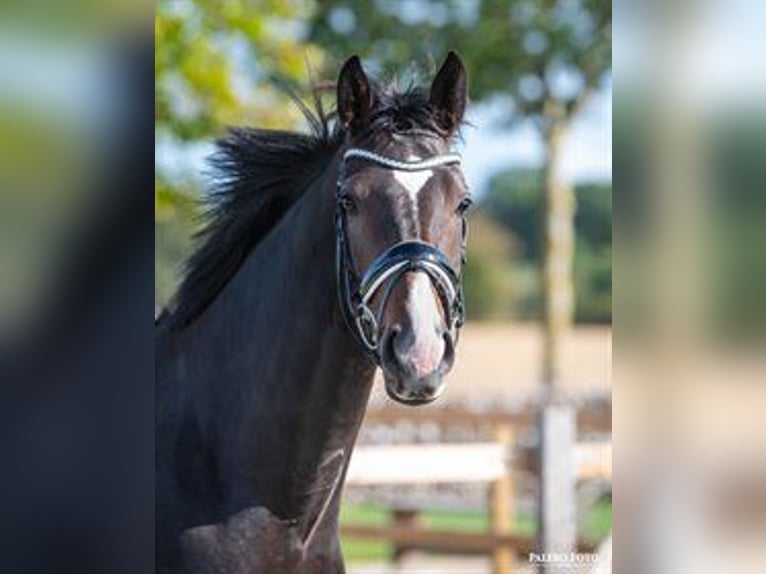 Danese Giumenta 6 Anni 168 cm Baio scuro in Brokstedt