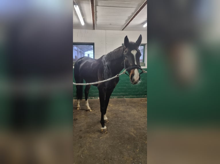 Danese Giumenta 6 Anni 168 cm Baio scuro in Brokstedt