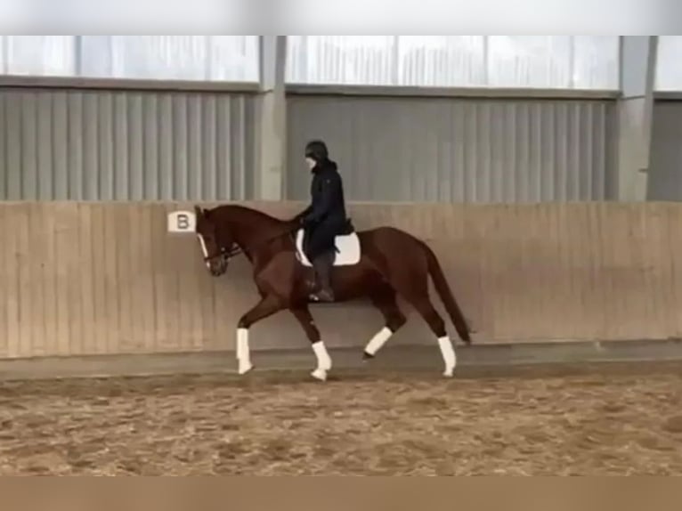 Danese Giumenta 6 Anni 168 cm Sauro in Odense