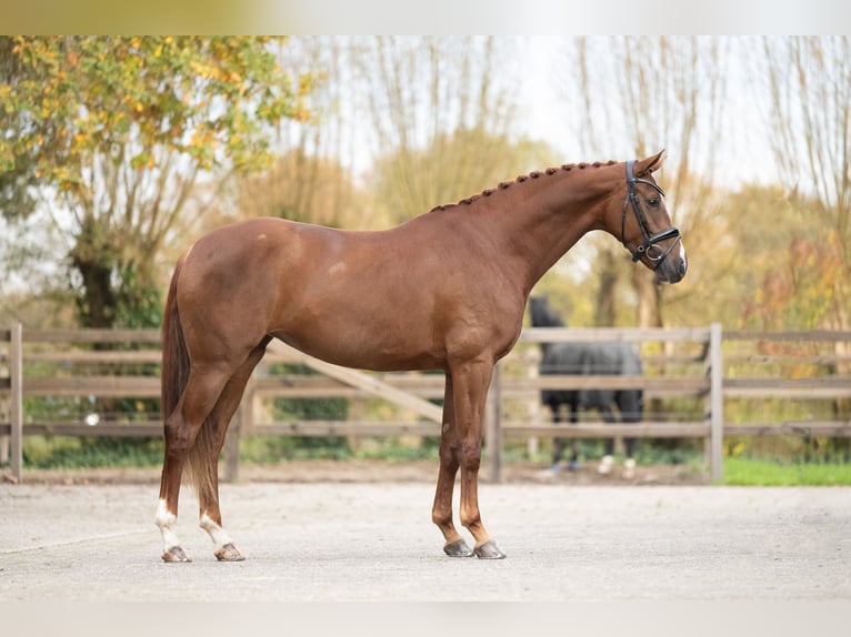 Danese Giumenta 6 Anni 169 cm Sauro scuro in Lunteren