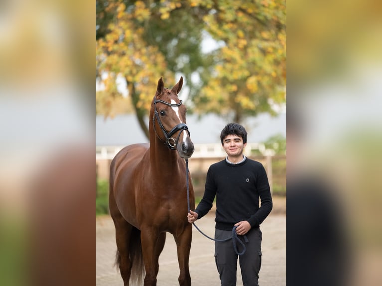 Danese Giumenta 6 Anni 169 cm Sauro scuro in Lunteren