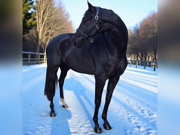 Danese Giumenta 6 Anni 172 cm Morello in Warendorf