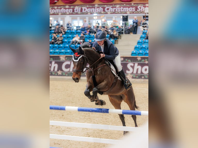 Danese Giumenta 7 Anni 168 cm Baio in &#xC5;rslev