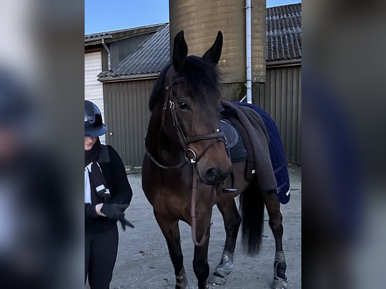 Danese Giumenta 7 Anni 168 cm Baio in &#xC5;rslev