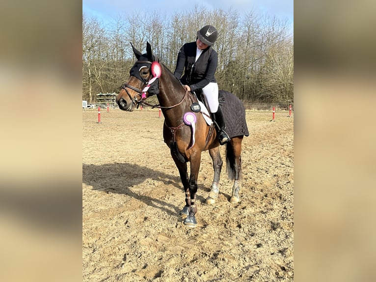 Danese Giumenta 7 Anni 168 cm Baio in &#xC5;rslev