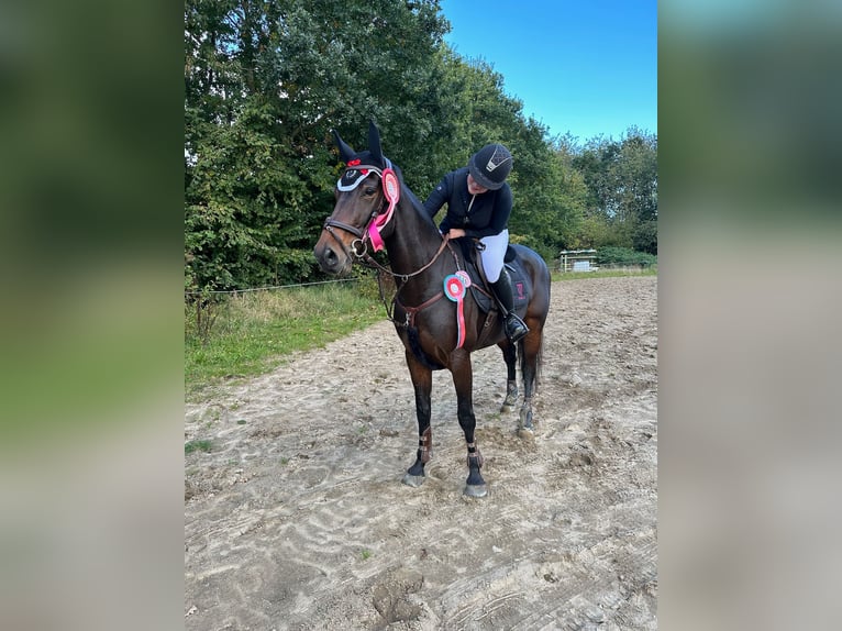 Danese Giumenta 7 Anni 168 cm Baio in &#xC5;rslev
