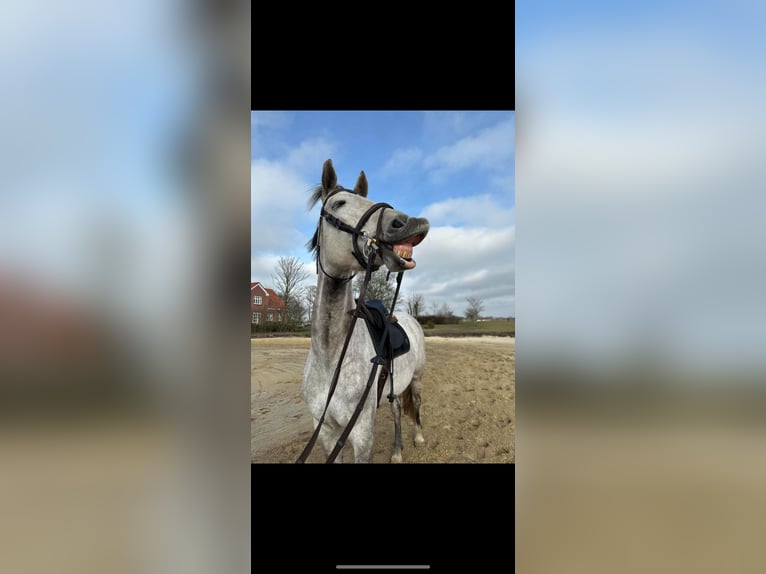 Danese Giumenta 7 Anni 169 cm Grigio in Bramming