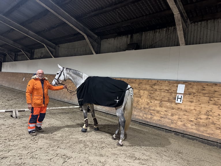 Danese Giumenta 7 Anni 169 cm Grigio in Bramming