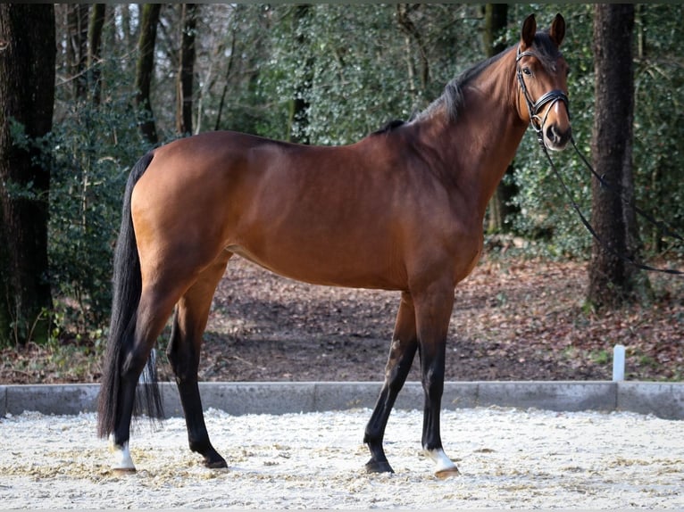 Danese Giumenta 7 Anni 172 cm Baio in Wuppertal