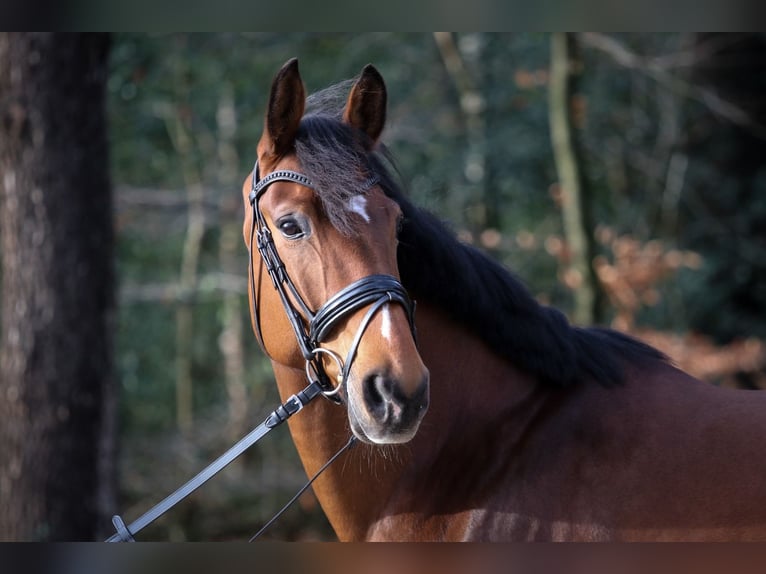 Danese Giumenta 7 Anni 172 cm Baio in Wuppertal