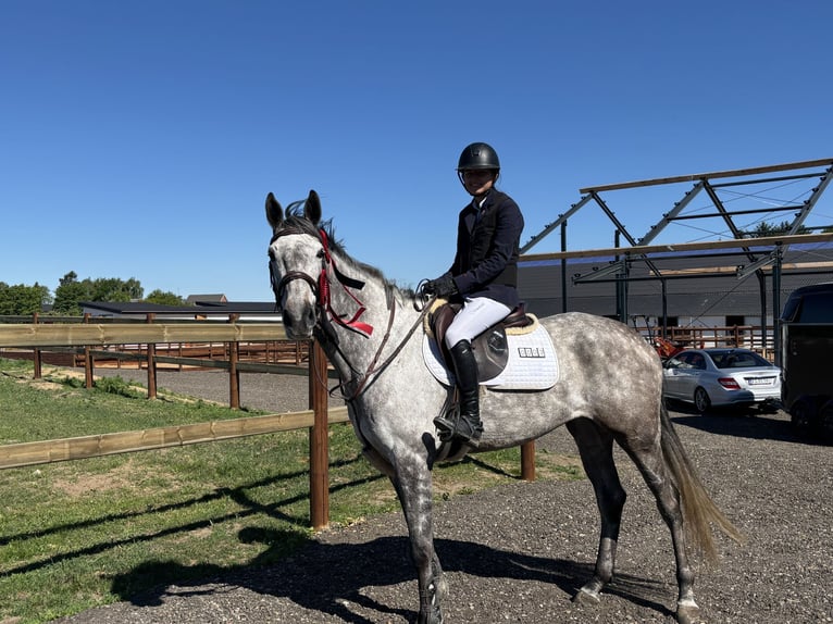 Danese Giumenta 8 Anni 162 cm Grigio in Vissenbjerg