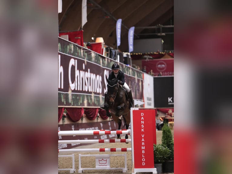 Danese Giumenta 8 Anni 165 cm Baio scuro in Ølgod