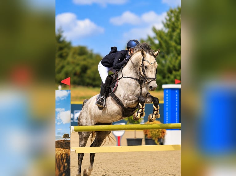 Danese Giumenta 8 Anni 165 cm Grigio in Auning