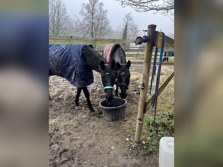 Danese Giumenta 8 Anni 170 cm Morello in Lahr/Schwarzwald