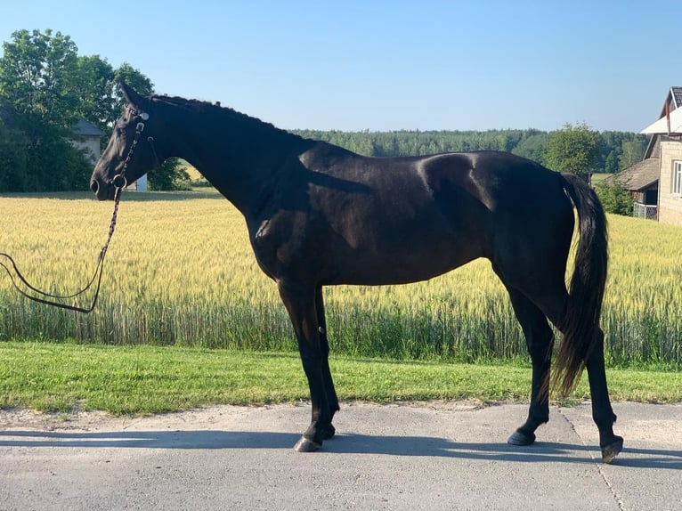 Danese Giumenta 8 Anni 171 cm Morello in Ołudza, Szczekociny