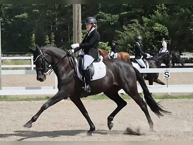 Danese Giumenta 9 Anni 169 cm Morello in Viborg