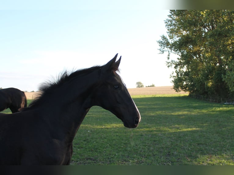 Danese Giumenta Puledri (06/2026) 172 cm Morello in Nørre Alslev