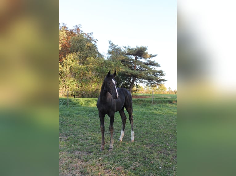 Danese Giumenta Puledri (06/2026) 172 cm Morello in Nørre Alslev