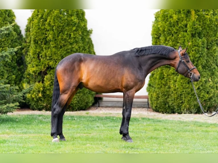 Danese Stallone 6 Anni 169 cm Champagne in Berlin