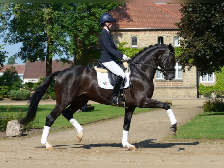 DANESTOS Westphalian Stallion Black in Warendorf