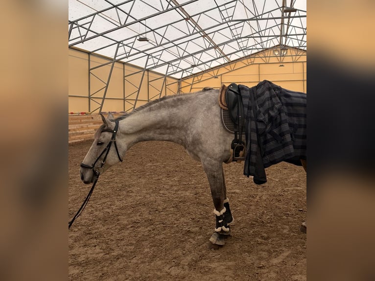 Danish Warmblood Gelding 10 years 16,2 hh Gray in Tallinn