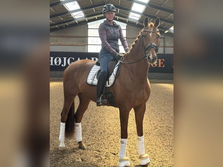 Danish Warmblood Gelding 10 years 16,2 hh Chestnut in B&#xF8;rkop