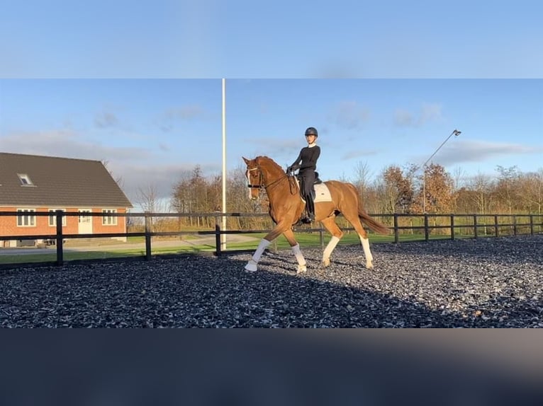 Danish Warmblood Gelding 10 years 17,1 hh Chestnut-Red in Holstebro