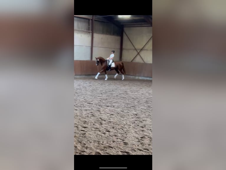 Danish Warmblood Gelding 10 years 17,1 hh Chestnut-Red in Holstebro