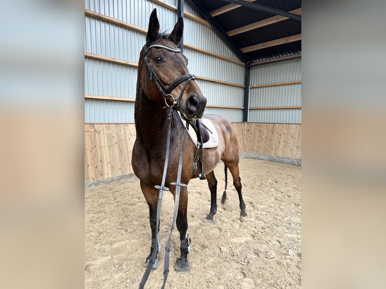 Danish Warmblood Gelding 10 years 17,2 hh Brown-Light in Aallborg
