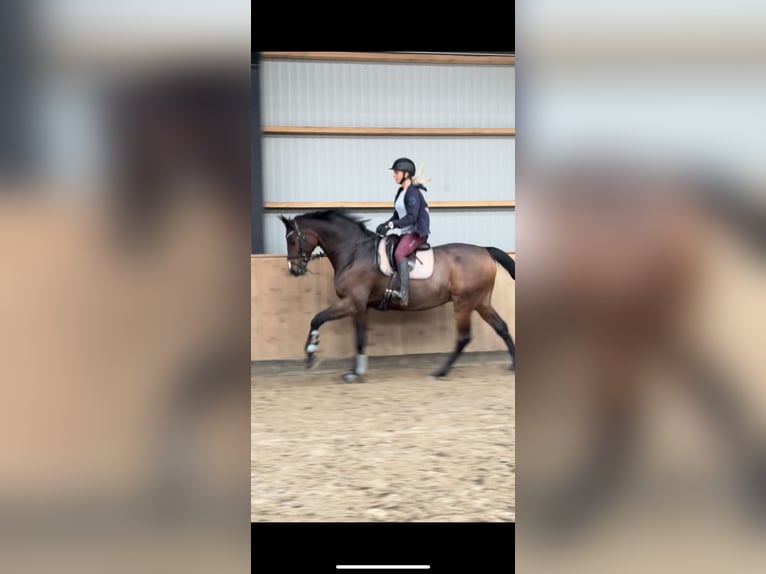 Danish Warmblood Gelding 10 years 17,2 hh Brown-Light in Aallborg