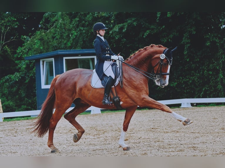 Danish Warmblood Gelding 10 years 18 hh Chestnut-Red in Nordwalde