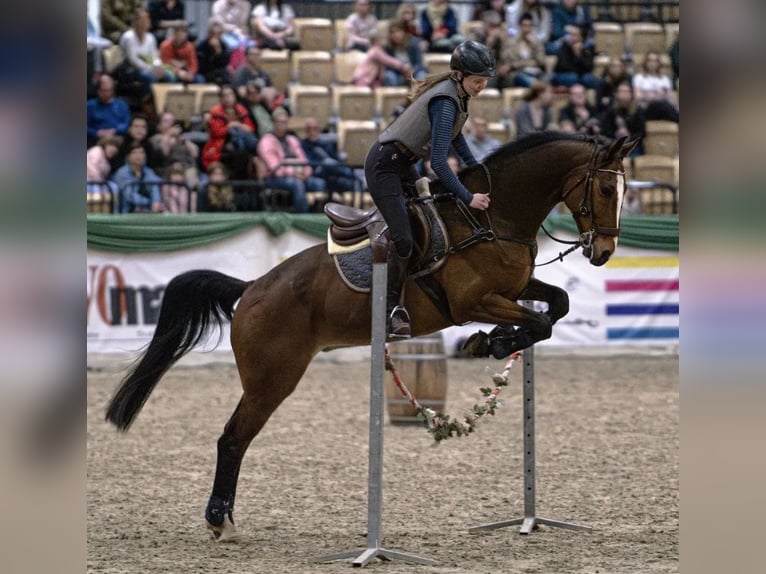 Danish Warmblood Gelding 11 years 16,1 hh Brown in Kotzen