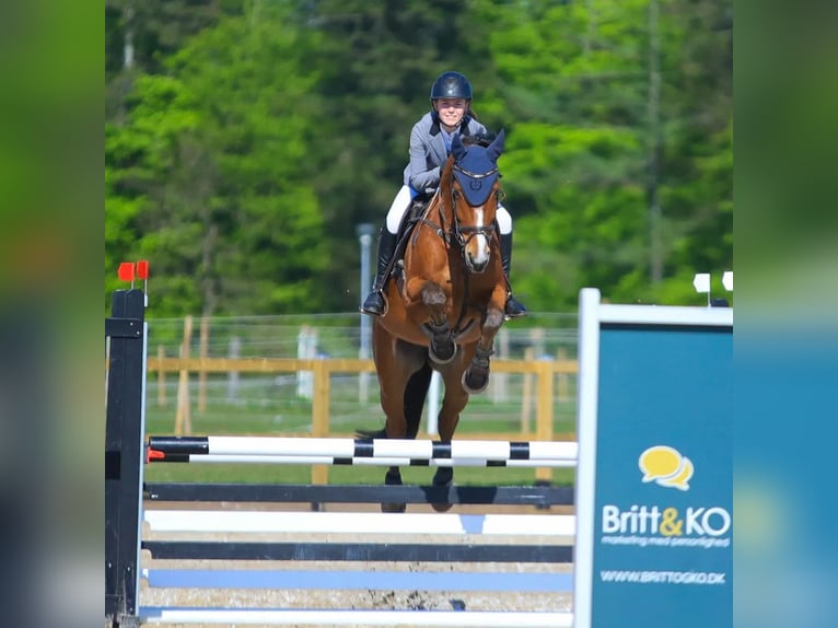 Danish Warmblood Gelding 11 years 16,1 hh Bay in Ølgod