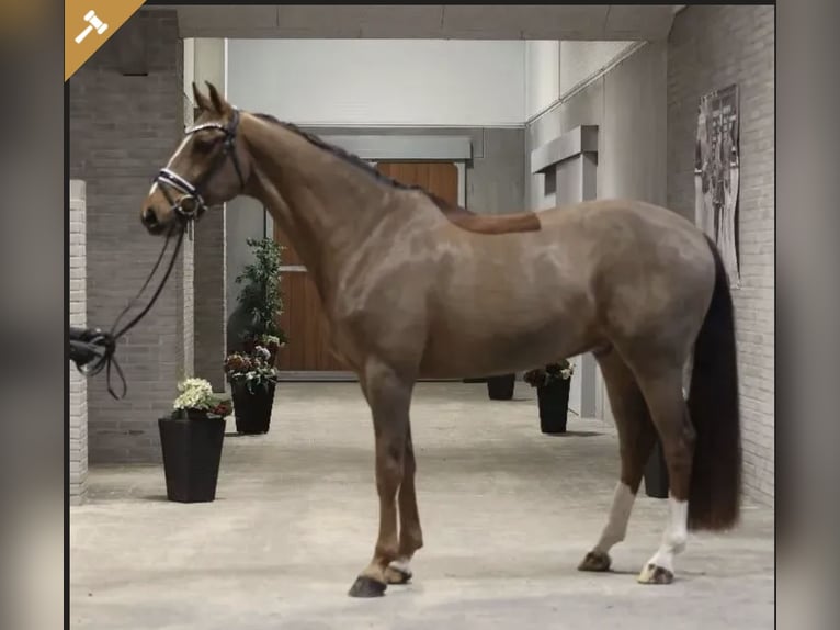 Danish Warmblood Gelding 11 years 16,1 hh Chestnut-Red in Asperup