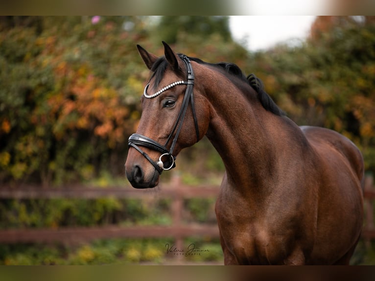 Danish Warmblood Gelding 11 years 17 hh Brown in Blekendorf