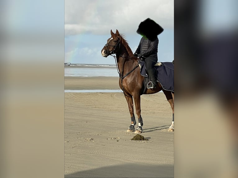 Danish Warmblood Gelding 12 years 16.2 hh Chestnut-Red in Haselund