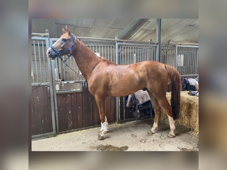 Danish Warmblood Gelding 12 years 16,3 hh Chestnut-Red in AhrensburgAhrensburg