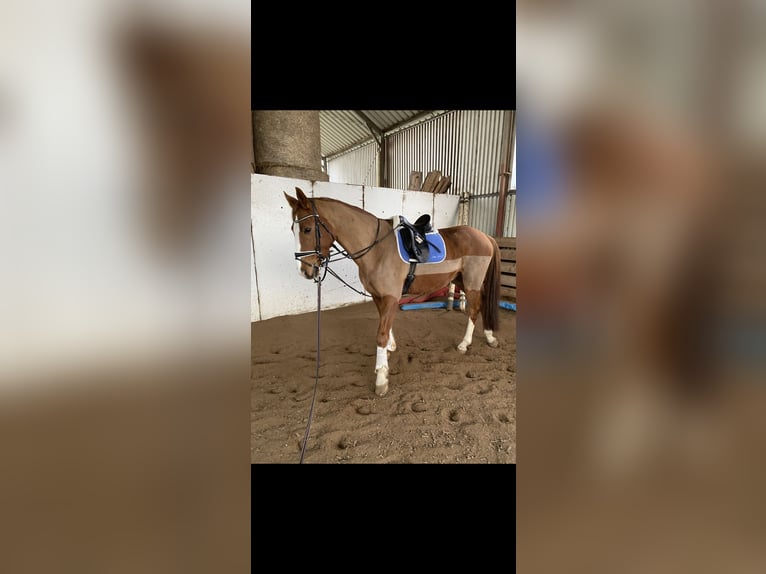 Danish Warmblood Gelding 12 years 16,3 hh Chestnut-Red in AhrensburgAhrensburg