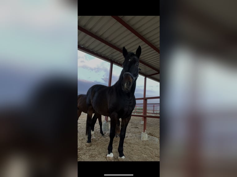 Danish Warmblood Gelding 12 years 16 hh Bay-Dark in limassol