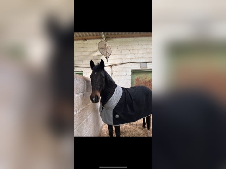 Danish Warmblood Gelding 12 years 16 hh Bay-Dark in limassol