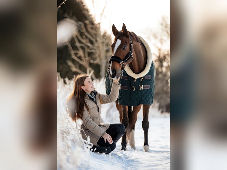 Danish Warmblood Gelding 12 years 16,2 hh Brown in Hörby