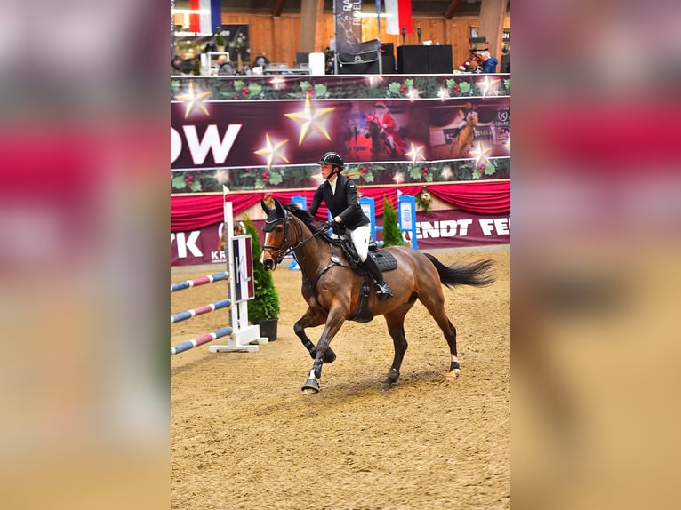 Danish Warmblood Gelding 12 years 16,2 hh Brown in Hörby