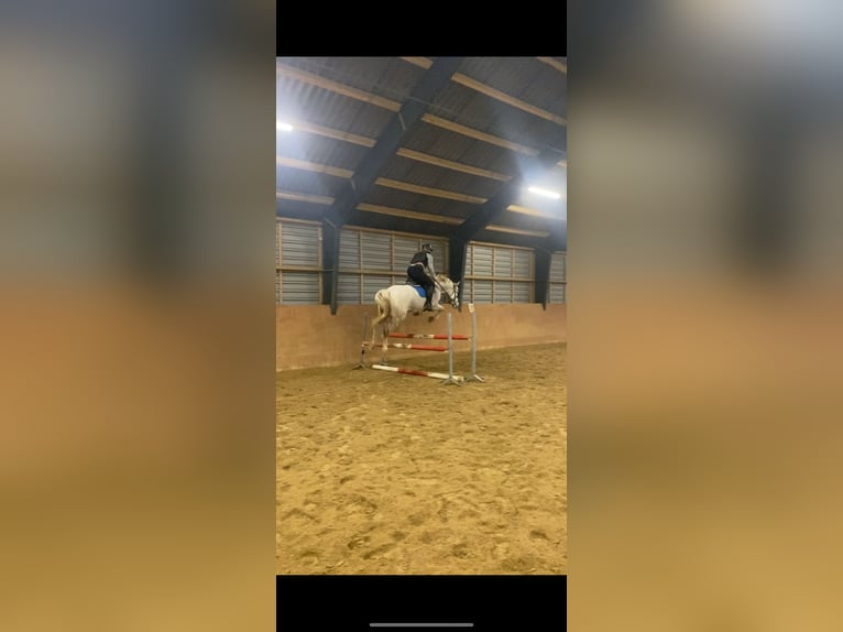 Danish Warmblood Gelding 13 years 17 hh White in Aalborg